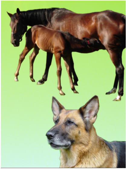 Paarden huisdieren